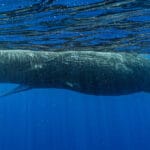 Scientists // decode sperm whale ‘alphabet’
