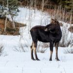 Moose Behaviour // Closes Adirondack Trail