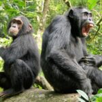 Aging Chimps Reveal Human Insights