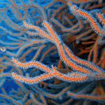 Earth’s Ocean Crisis // Threatens Reefs