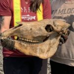 Ice Age // Horse Skull Found