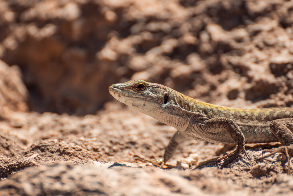 Sicilian Sunbather