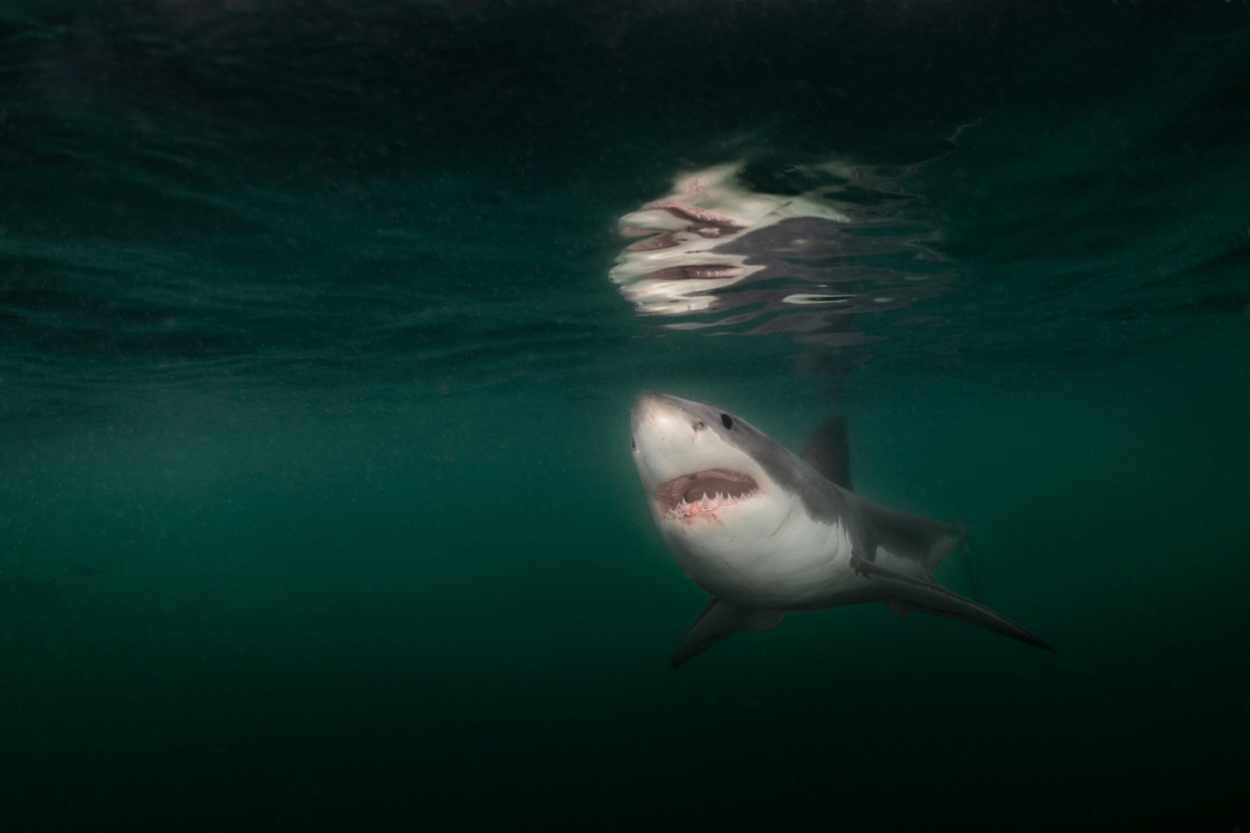 Rare // White Shark Off Maine