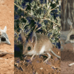 Australian Marsupial Split Trio