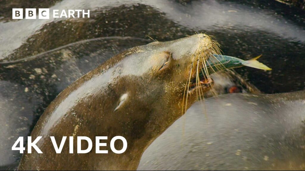 BBC Earth