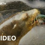 Sea Lions Ambush Prey