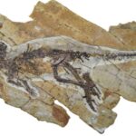 New Dinosaur Found // China