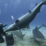 Why Sharks Freeze Upside Down?