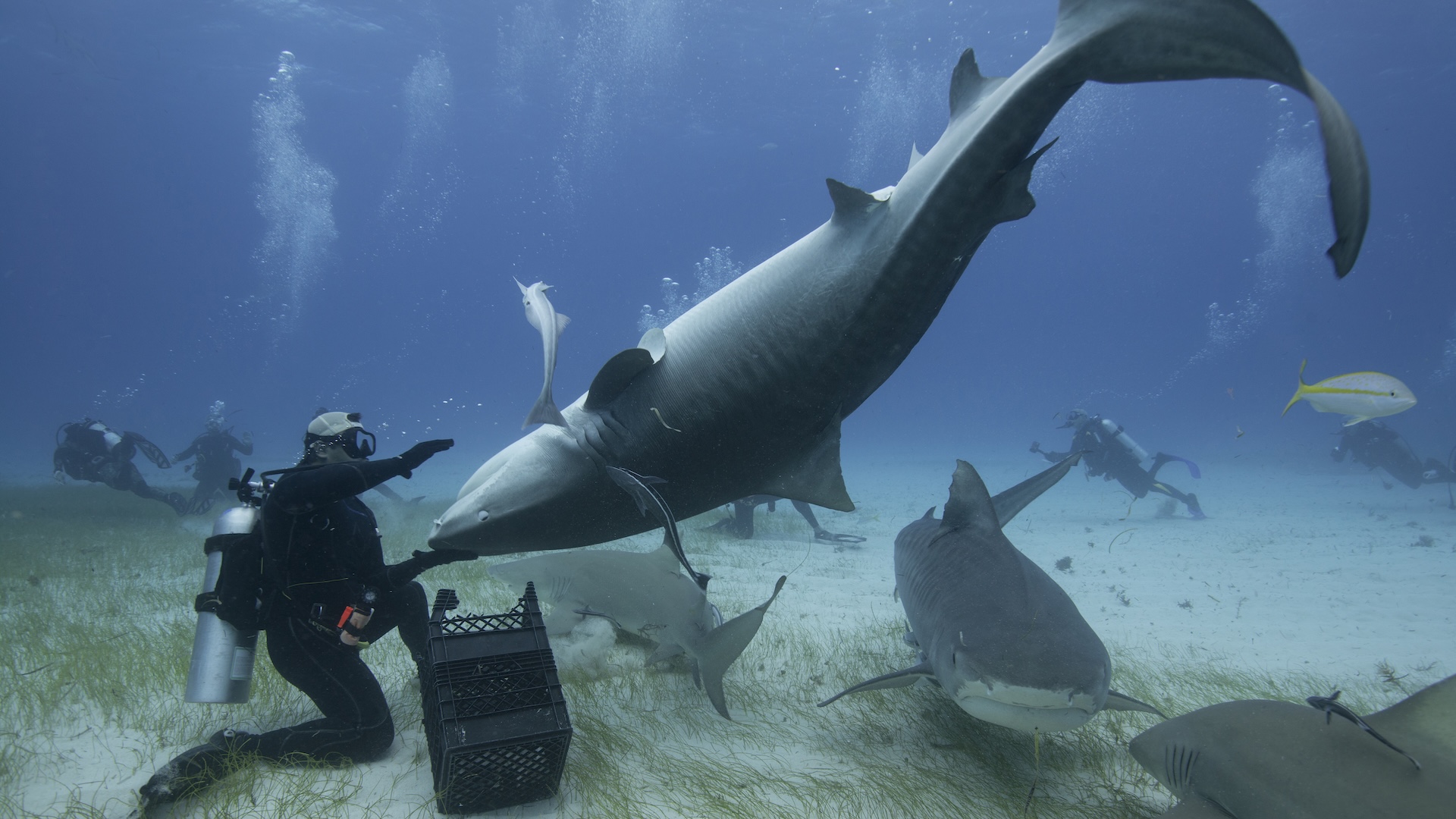 Why Sharks Freeze Upside Down?