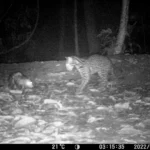 Amazon’s Surprising Animal Friendship