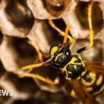 Radioactive // Wasp Nest Shocks Scientists