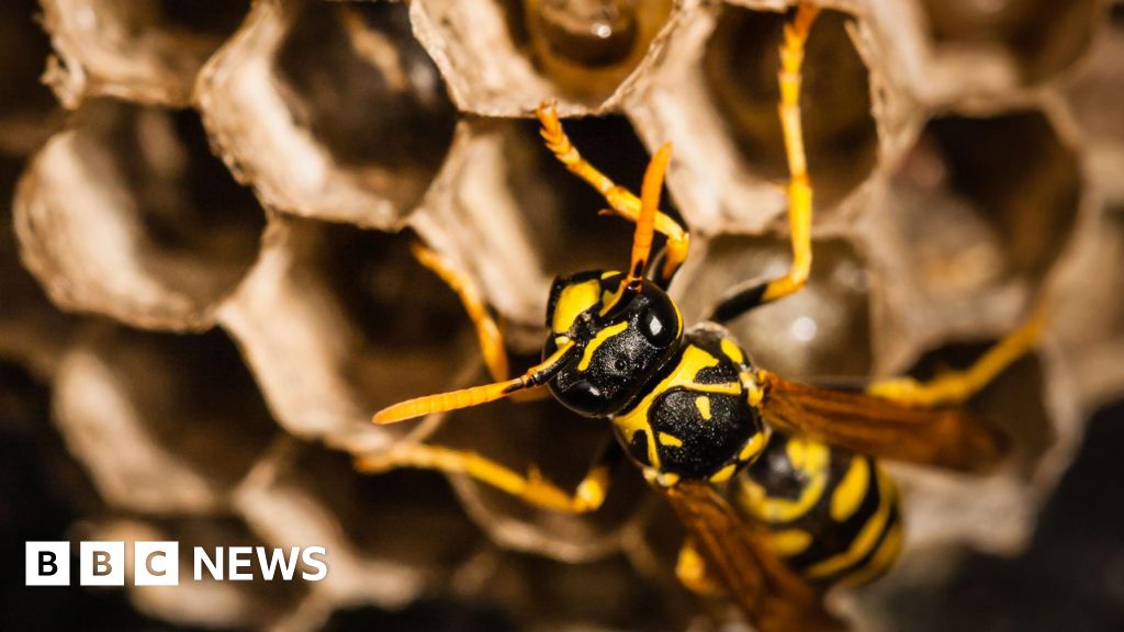 Radioactive // Wasp Nest Shocks Scientists