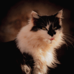 Whiskers in the Sicilian Sunlight