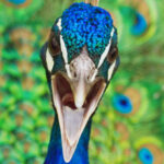 Peacocks Stun // Tail Lasers